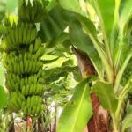 Bananes camerounaises : une récolte record à l’export malgré la saison sèche – Comment le pays défie les défis climatiques