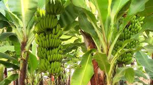 Bananes camerounaises : une récolte record à l’export malgré la saison sèche – Comment le pays défie les défis climatiques